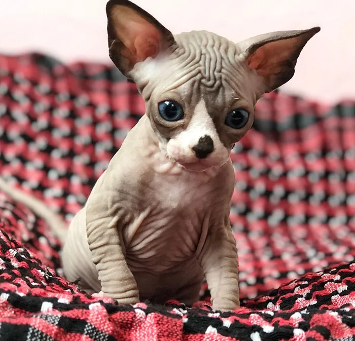 Look At That Cute Nose