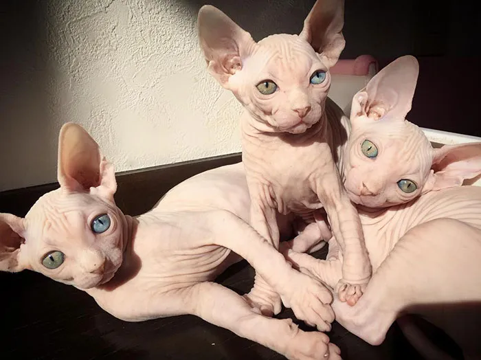 The Majestic Trio