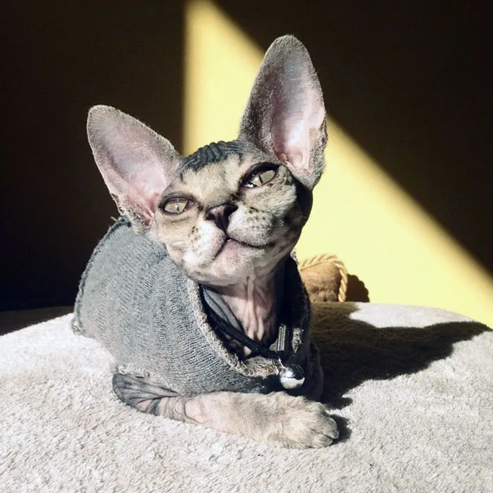 Lakshmi's Peaceful Smile