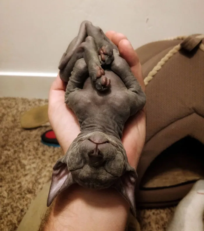 Meet Minnie, She's Coming Home in Early May