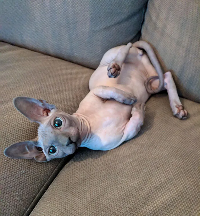 Can This No Fur Cat Be Any Cuter?