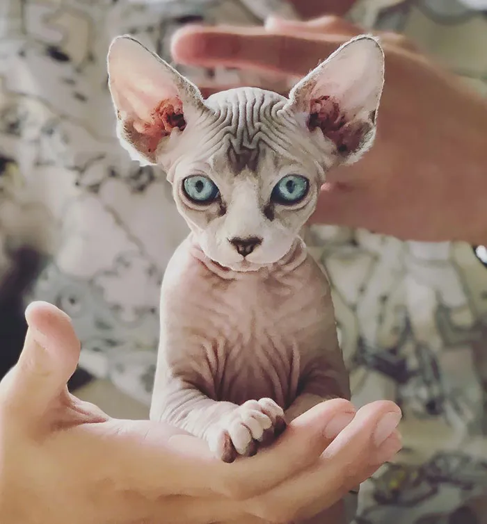 Charlie Posing as the Cutest No Fur Cat