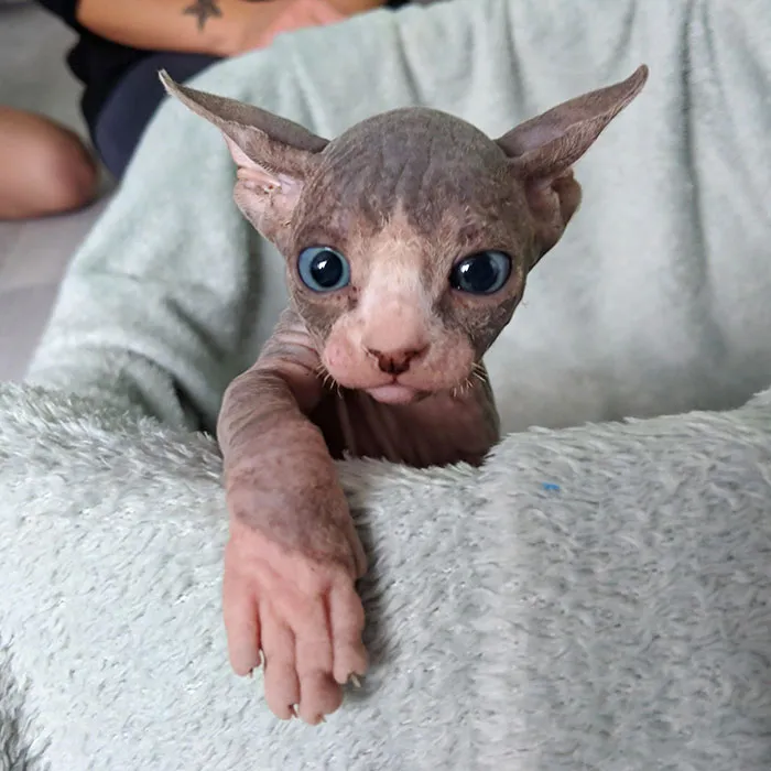 New Sphynx Boy in the House