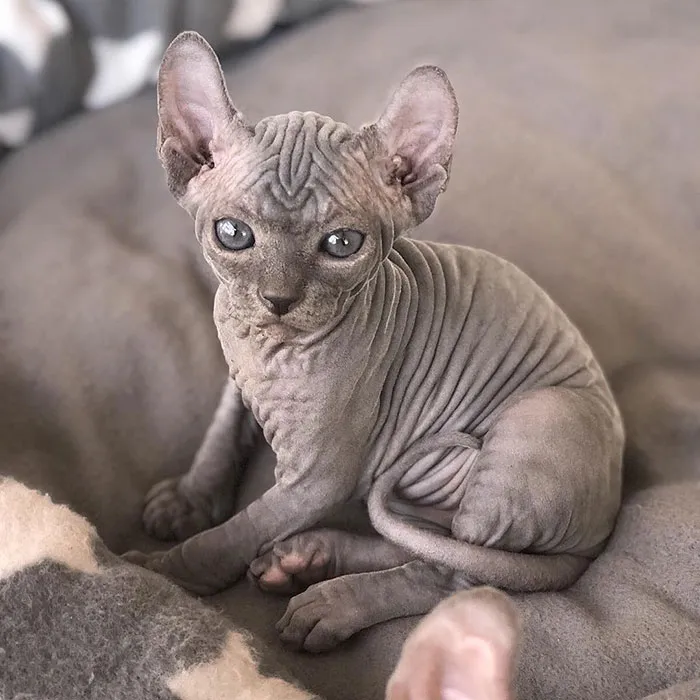 Beautiful Inky