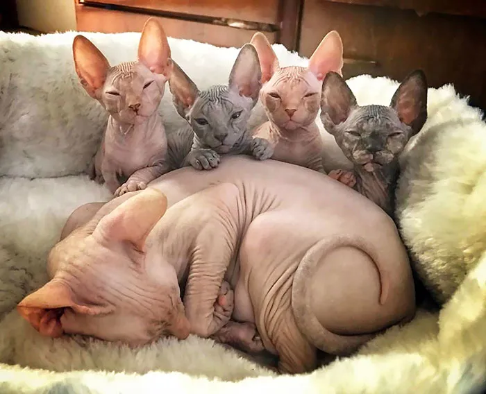 The Next Generation of Spinks Cats