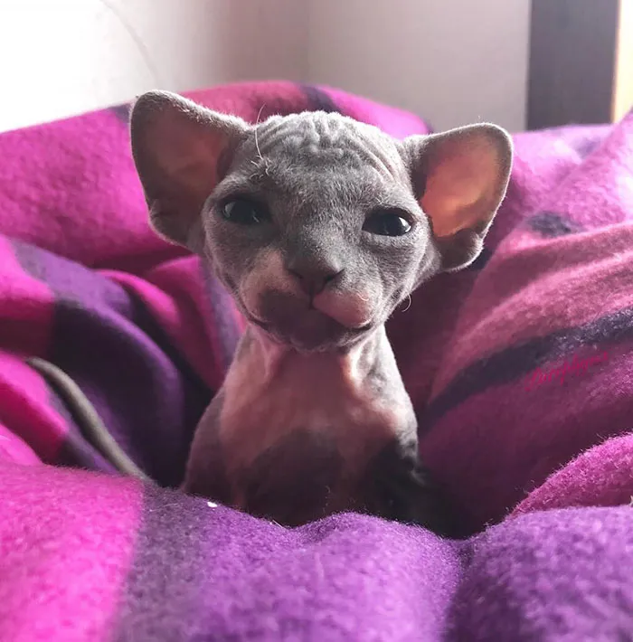 Adorable Little Hairless Girl