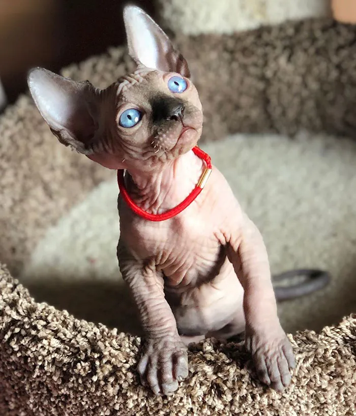 Meet Our New Beautiful Hairless Kitten