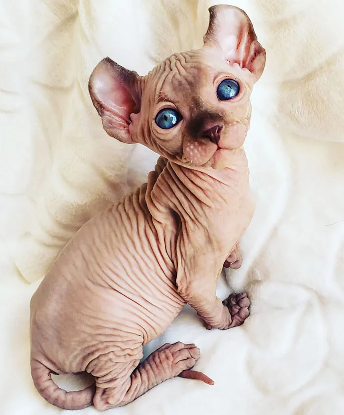 Cute Hairless Kitten