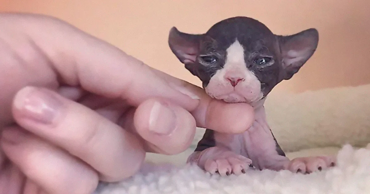 30 Adorable Sphynx Kittens to Make You Absolutely Obsessed With Them