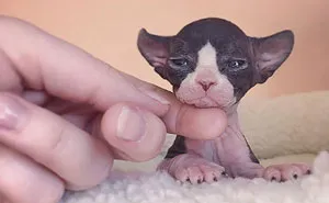 30 Adorable Sphynx Kittens to Make You Absolutely Obsessed With Them