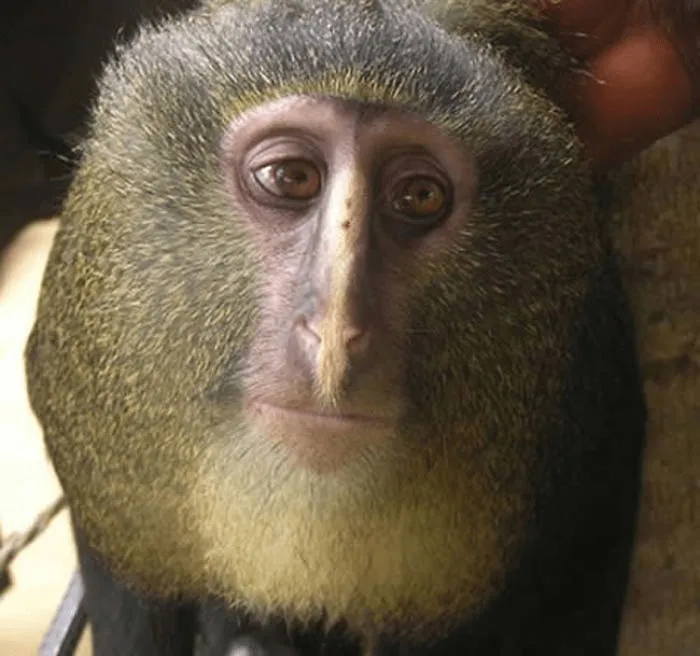 Animals You Won't Believe Exists!