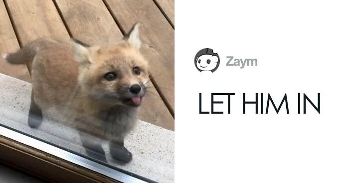 Baby Foxes Show Up At Person's House And Their Pics Are Adorable