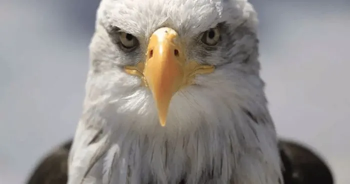 Bald Eagles Are Carrying Trash From A Landfill To Seattle Suburbs And People Don't Know What To Do About It