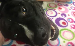 Today My Dog Donated Blood And I Took A Few Photos To Show How Easy It Is