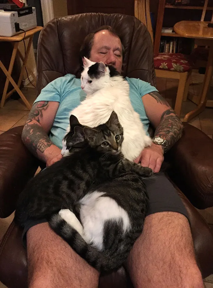 Relajación gatuna al 100%