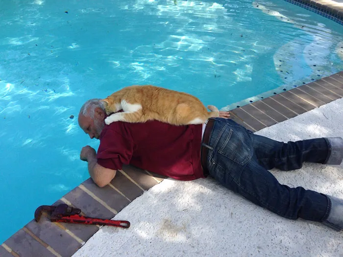 Mi padre arreglando la piscina. Y su gato intentando ayudar