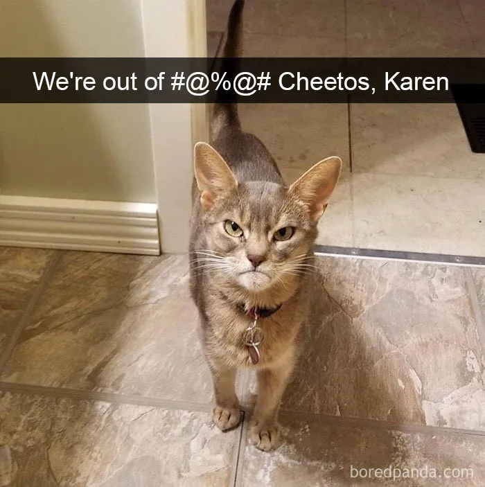 40 Hilarious Cat Snapchats That Will Leave You With The Biggest Smile (New Pics)