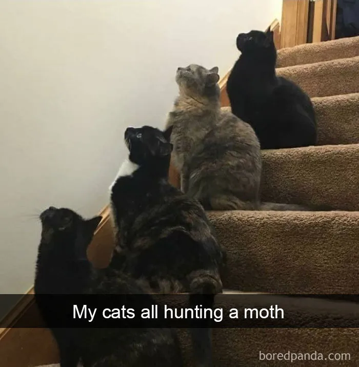 40 Hilarious Cat Snapchats That Will Leave You With The Biggest Smile (New Pics)