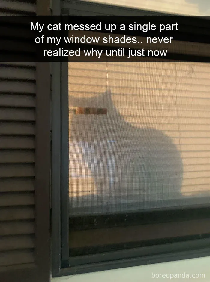 40 Hilarious Cat Snapchats That Will Leave You With The Biggest Smile (New Pics)