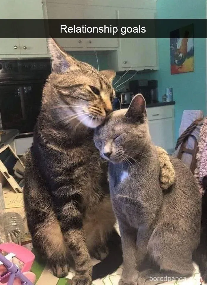40 Hilarious Cat Snapchats That Will Leave You With The Biggest Smile (New Pics)