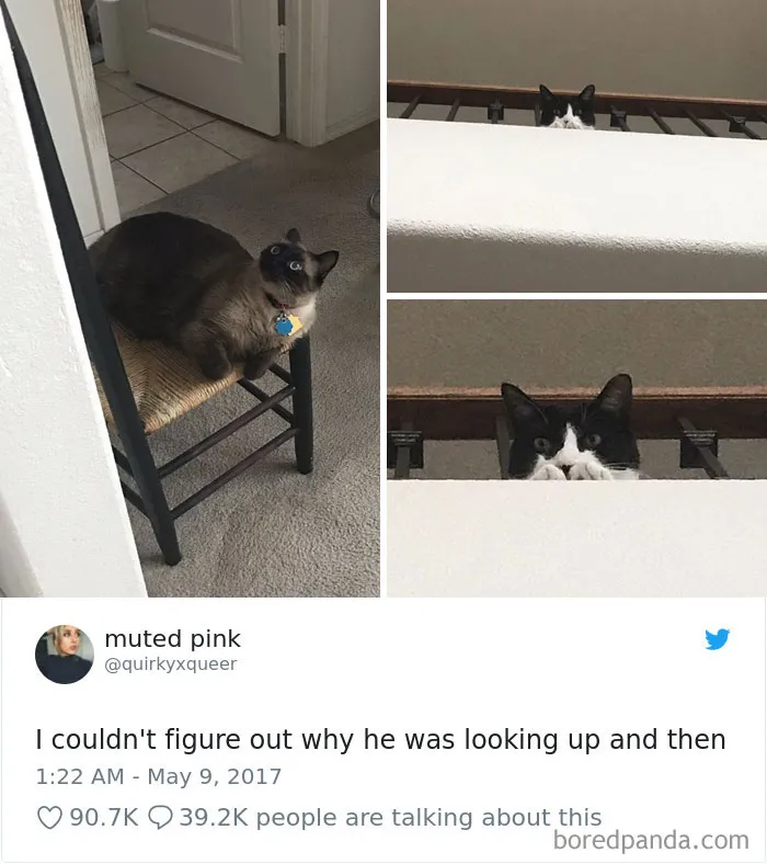 45 Of The Funniest Cat Tweets