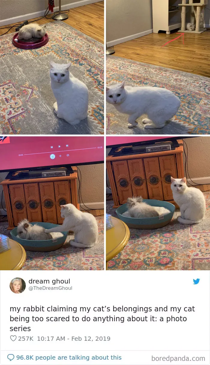 45 Of The Funniest Cat Tweets