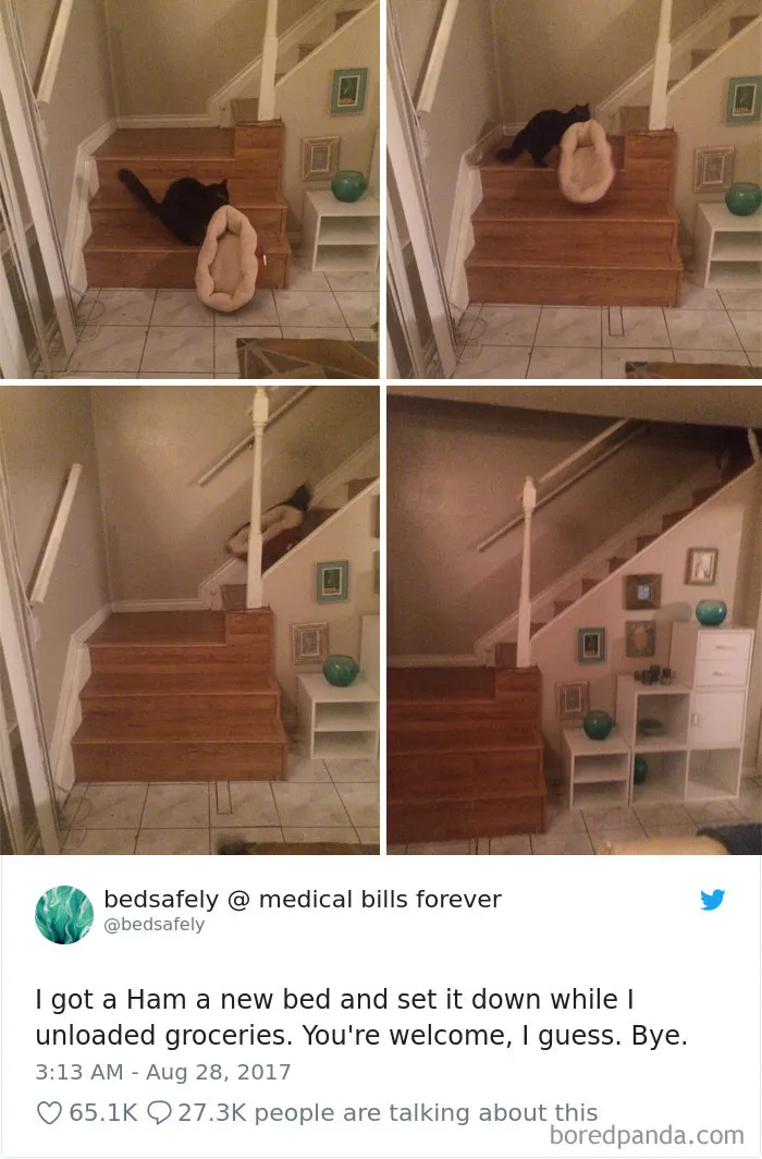 45 Of The Funniest Cat Tweets