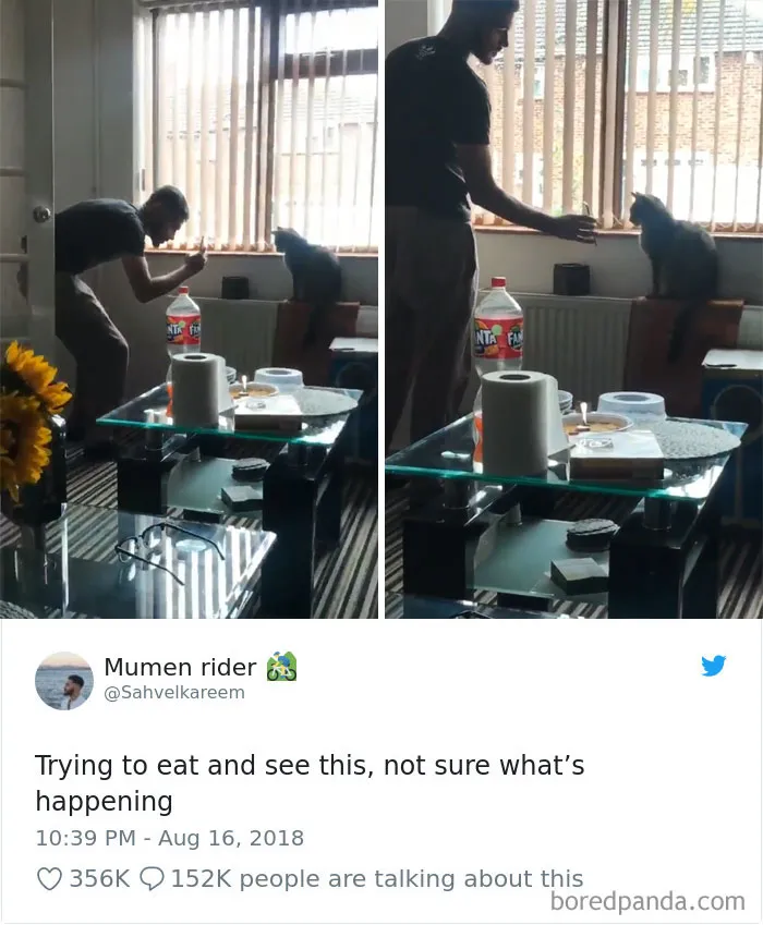 45 Of The Funniest Cat Tweets