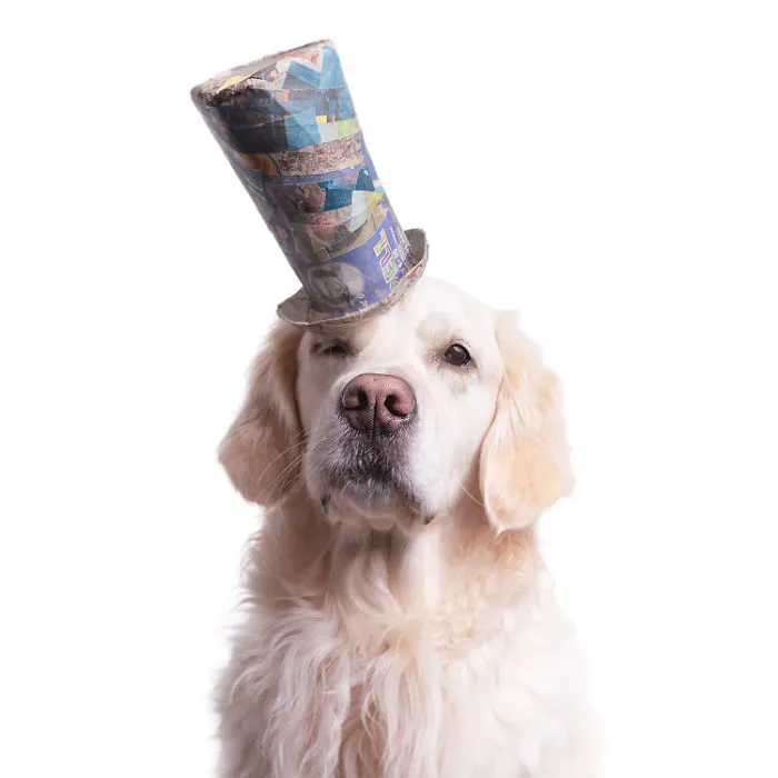 I Upcycle Paper Into Cute Hats For Dogs