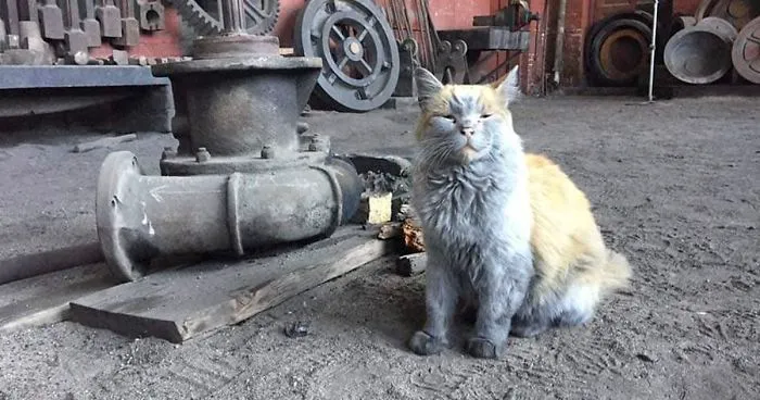Meet 'Dirt', The Nevada Railway Cat That Always Looks Like He Needs A Bath