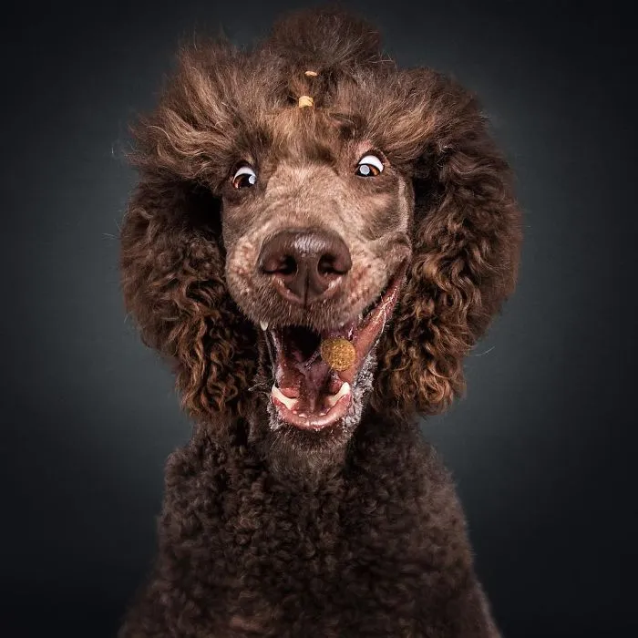 Hilarious Expressions Of Dogs Trying To Catch Treats In Mid-Air