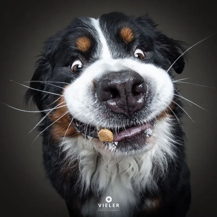 Hilarious Expressions Of Dogs Trying To Catch Treats In Mid-Air