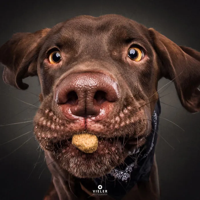 Hilarious Expressions Of Dogs Trying To Catch Treats In Mid-Air