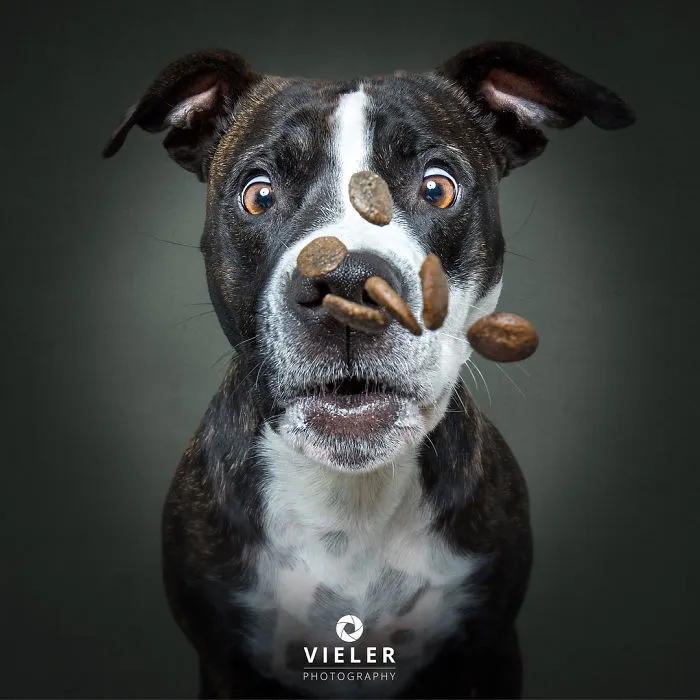 Divertidas expresiones de perros intentando atrapar comida al vuelo (Nuevas imágenes)