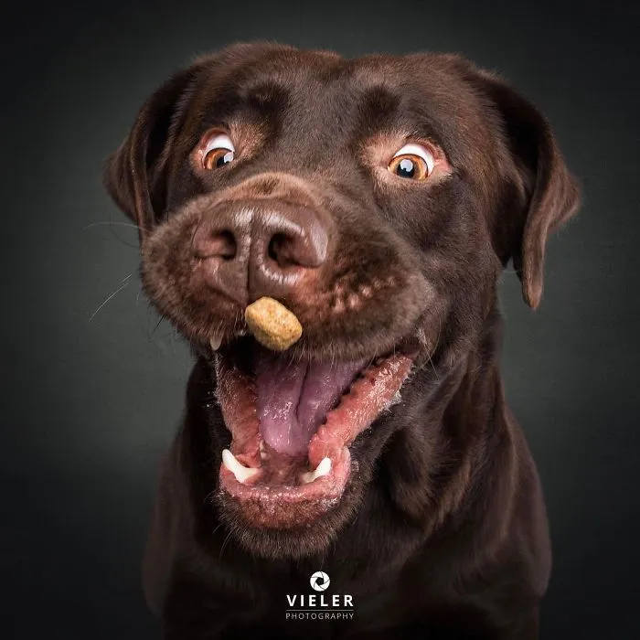 Divertidas expresiones de perros intentando atrapar comida al vuelo (Nuevas imágenes)