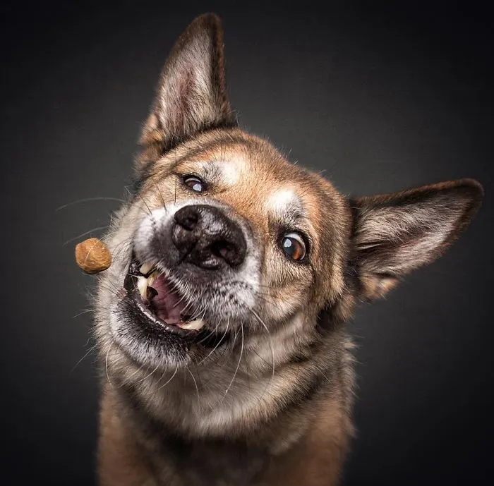 Divertidas expresiones de perros intentando atrapar comida al vuelo (Nuevas imágenes)