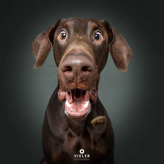 Hilarious Expressions Of Dogs Trying To Catch Treats In Mid-Air
