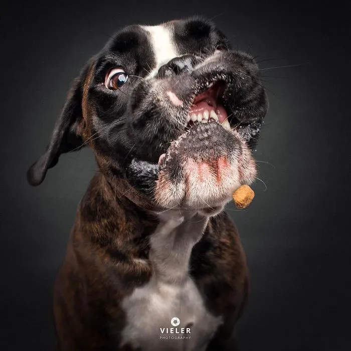 Divertidas expresiones de perros intentando atrapar comida al vuelo (Nuevas imágenes)