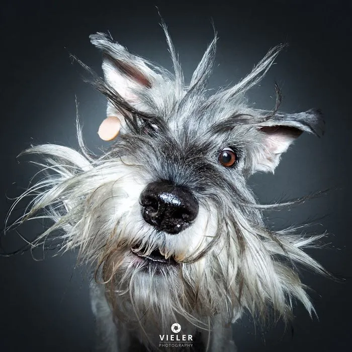 Hilarious Expressions Of Dogs Trying To Catch Treats In Mid-Air