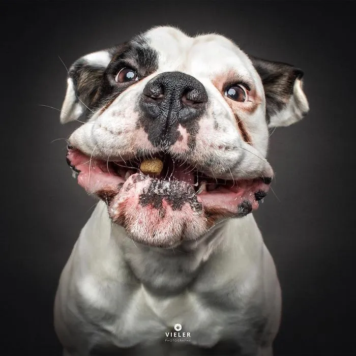 Hilarious Expressions Of Dogs Trying To Catch Treats In Mid-Air