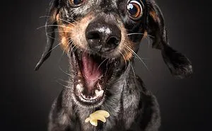 Hilarious Expressions Of Dogs Trying To Catch Treats In Mid-Air