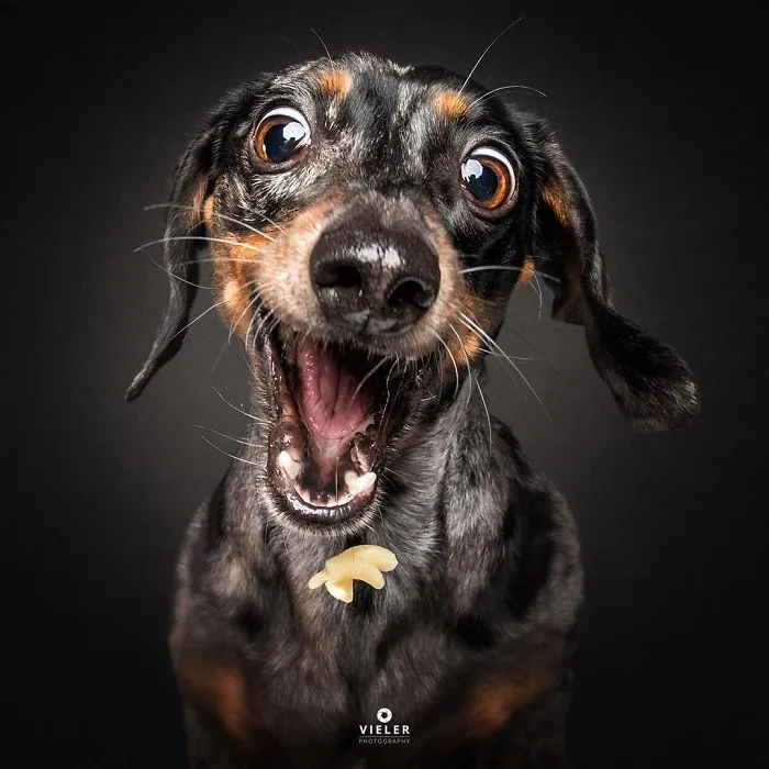 Dog Catching Treat