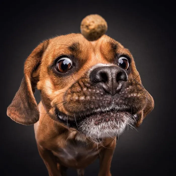 Divertidas expresiones de perros intentando atrapar comida al vuelo (Nuevas imágenes)