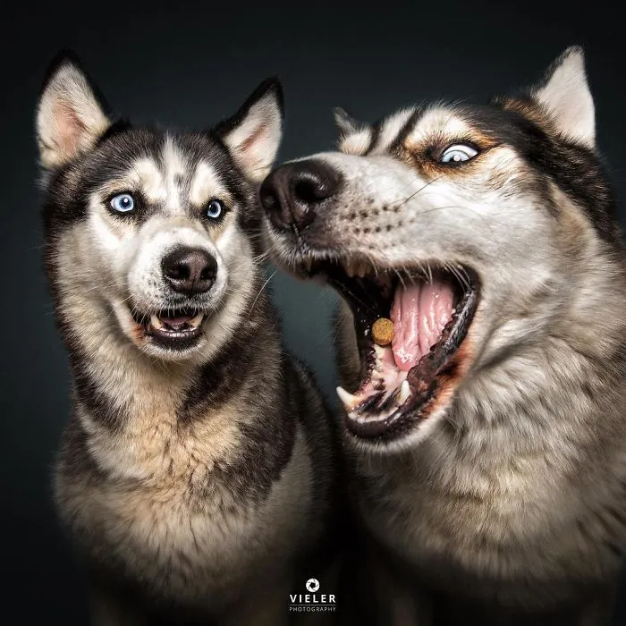 Hilarious Expressions Of Dogs Trying To Catch Treats In Mid-Air