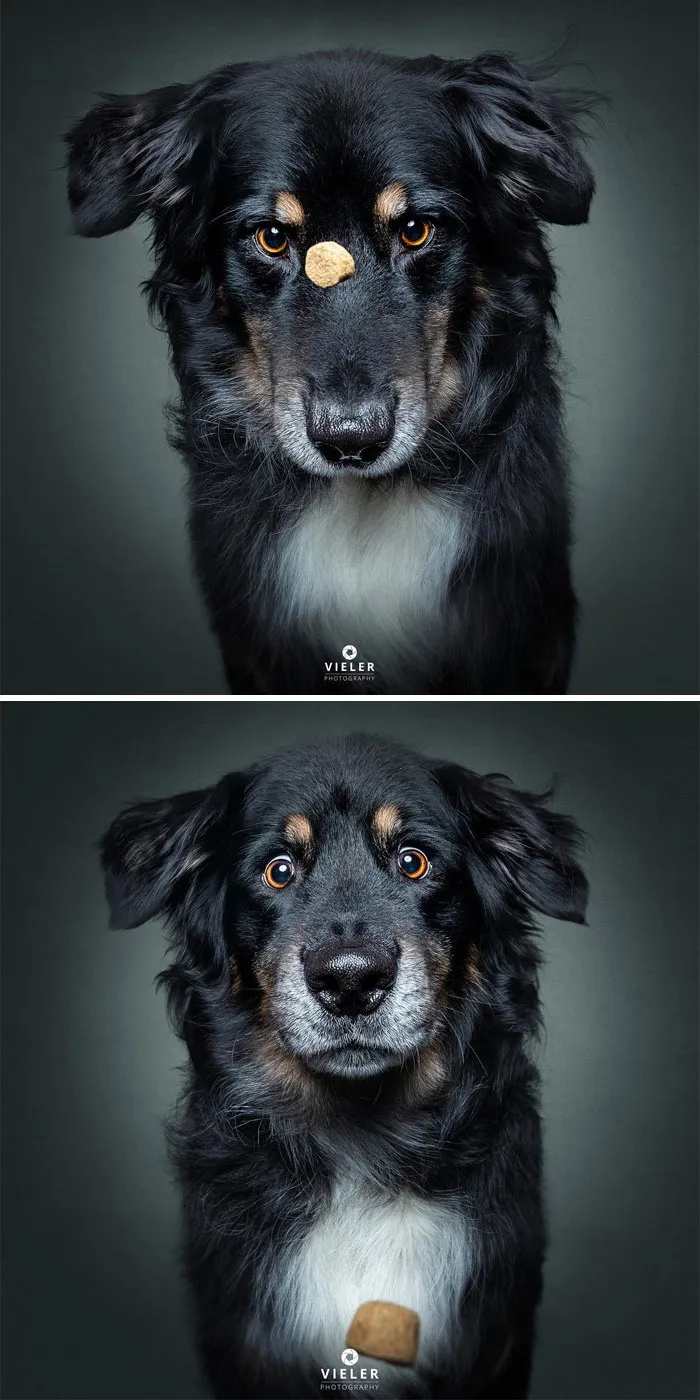 Divertidas expresiones de perros intentando atrapar comida al vuelo (Nuevas imágenes)