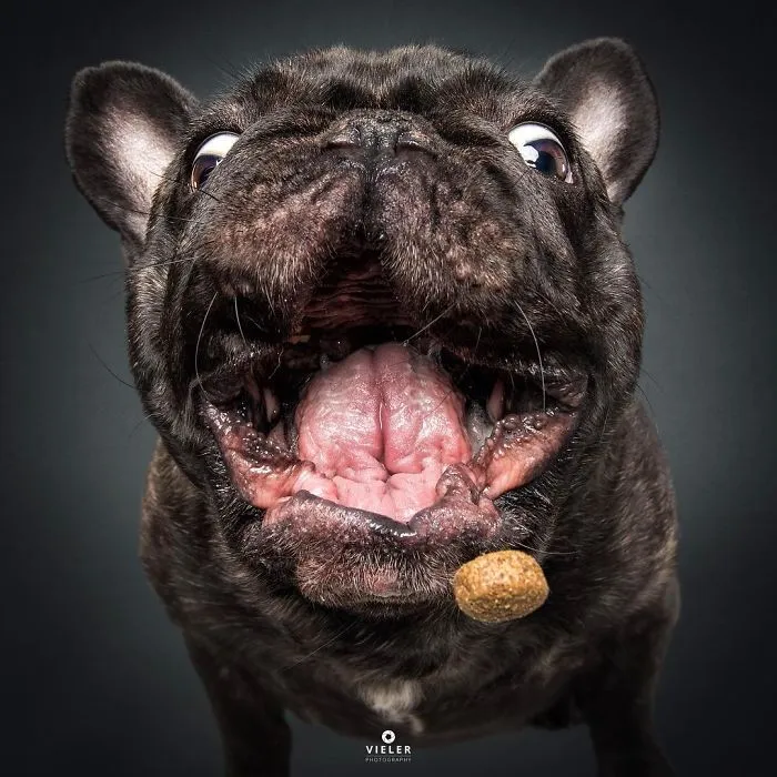 Divertidas expresiones de perros intentando atrapar comida al vuelo (Nuevas imágenes)