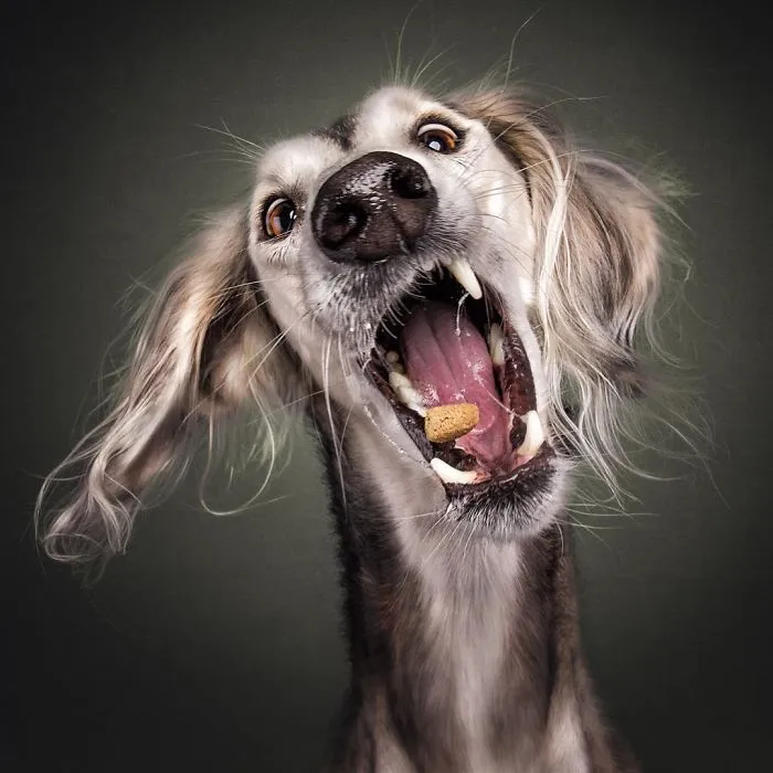 Divertidas expresiones de perros intentando atrapar comida al vuelo (Nuevas imágenes)