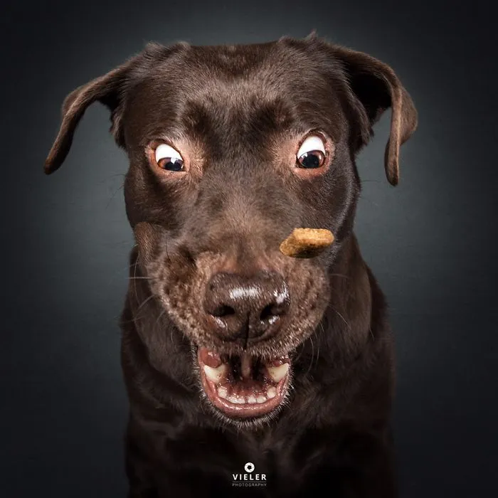 Divertidas expresiones de perros intentando atrapar comida al vuelo (Nuevas imágenes)