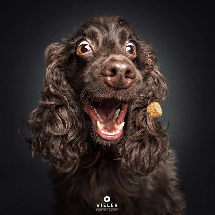 Divertidas expresiones de perros intentando atrapar comida al vuelo (Nuevas imágenes)