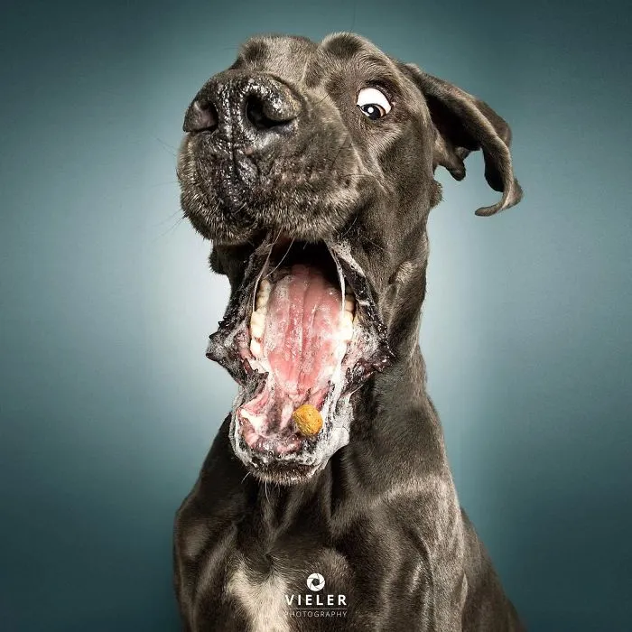 Divertidas expresiones de perros intentando atrapar comida al vuelo (Nuevas imágenes)